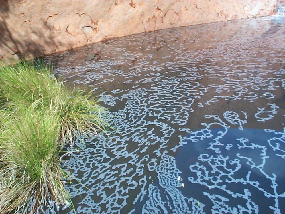 Floating algae in pool at Uluru, NY Australia